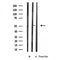 Western blot analysis of extracts from Hela, using ARRB1 Antibody.