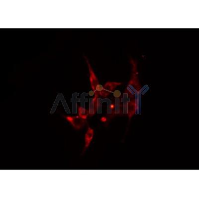 Western blot analysis of extracts from 293 and mouse brain, using ARRDC3 Antibody.