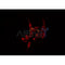 Western blot analysis of extracts from 293 and mouse brain, using ARRDC3 Antibody.