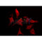 DF3527 staining HepG2 by IF/ICC. The sample were fixed with PFA and permeabilized in 0.1% Triton X-100,then blocked in 10% serum for 45 minutes at 25¡ãC. The primary antibody was diluted at 1/200 and incubated with the sample for 1 hour at 37¡ãC. An  Alexa Fluor 594 conjugated goat anti-rabbit IgG (H+L) Ab, diluted at 1/600, was used as the secondary antibod