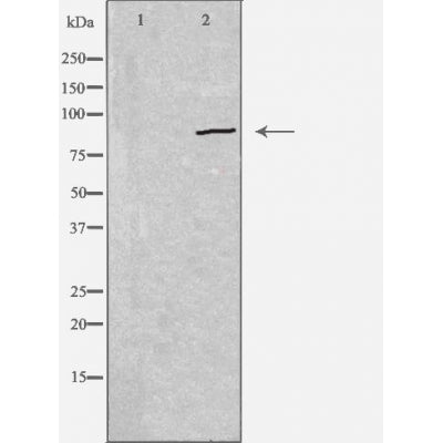 DF3528 staining HepG2 by IF/ICC. The sample were fixed with PFA and permeabilized in 0.1% Triton X-100,then blocked in 10% serum for 45 minutes at 25¡ãC. The primary antibody was diluted at 1/200 and incubated with the sample for 1 hour at 37¡ãC. An  Alexa Fluor 594 conjugated goat anti-rabbit IgG (H+L) Ab, diluted at 1/600, was used as the secondary antibod