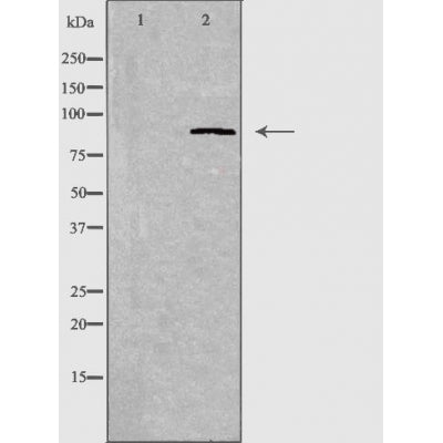 DF3532 staining A549 by IF/ICC. The sample were fixed with PFA and permeabilized in 0.1% Triton X-100,then blocked in 10% serum for 45 minutes at 25¡ãC. The primary antibody was diluted at 1/200 and incubated with the sample for 1 hour at 37¡ãC. An  Alexa Fluor 594 conjugated goat anti-rabbit IgG (H+L) Ab, diluted at 1/600, was used as the secondary antibod