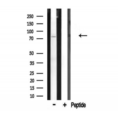 Western blot analysis of extracts from 293, using CDH9 Antibody.