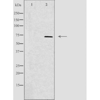 DF3773 staining NIH-3T3 by IF/ICC. The sample were fixed with PFA and permeabilized in 0.1% Triton X-100,then blocked in 10% serum for 45 minutes at 25¡ãC. The primary antibody was diluted at 1/200 and incubated with the sample for 1 hour at 37¡ãC. An  Alexa Fluor 594 conjugated goat anti-rabbit IgG (H+L) Ab, diluted at 1/600, was used as the secondary antibod