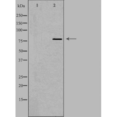 DF3868 staining NIH-3T3 by IF/ICC. The sample were fixed with PFA and permeabilized in 0.1% Triton X-100,then blocked in 10% serum for 45 minutes at 25¡ãC. The primary antibody was diluted at 1/200 and incubated with the sample for 1 hour at 37¡ãC. An  Alexa Fluor 594 conjugated goat anti-rabbit IgG (H+L) Ab, diluted at 1/600, was used as the secondary antibod