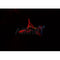 Western blot analysis of extracts from mouse brain, using CNN2 Antibody.