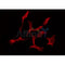 DF3537 staining Hela by IF/ICC. The sample were fixed with PFA and permeabilized in 0.1% Triton X-100,then blocked in 10% serum for 45 minutes at 25¡ãC. The primary antibody was diluted at 1/200 and incubated with the sample for 1 hour at 37¡ãC. An  Alexa Fluor 594 conjugated goat anti-rabbit IgG (H+L) Ab, diluted at 1/600, was used as the secondary antibod
