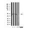 Western blot analysis of extracts from mouse brain, using CADM4 Antibody.