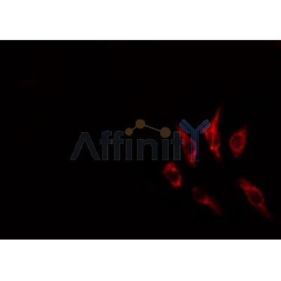 DF3541 staining HepG2 by IF/ICC. The sample were fixed with PFA and permeabilized in 0.1% Triton X-100,then blocked in 10% serum for 45 minutes at 25¡ãC. The primary antibody was diluted at 1/200 and incubated with the sample for 1 hour at 37¡ãC. An  Alexa Fluor 594 conjugated goat anti-rabbit IgG (H+L) Ab, diluted at 1/600, was used as the secondary antibod
