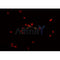 AF0362 staining HeLa  cells by IF/ICC. The sample were fixed with PFA and permeabilized in 0.1% Triton X-100,then blocked in 10% serum for 45 minutes at 25¡ãC. The primary antibody was diluted at 1/200 and incubated with the sample for 1 hour at 37¡ãC. An  Alexa Fluor 594 conjugated goat anti-rabbit IgG (H+L) antibody(Cat.