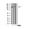 Western blot analysis of extracts from rat brain, using CDCA2 Antibody. Lane 1 was treated with the antigen-specific peptide.