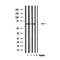 Western blot analysis of extracts from mouse brain, using CDKAL Antibody.