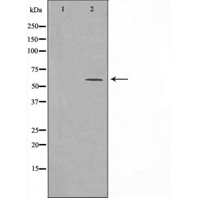 DF3547 staining  293 cells by IF/ICC. The sample were fixed with PFA and permeabilized in 0.1% Triton X-100,then blocked in 10% serum for 45 minutes at 25¡ãC. The primary antibody was diluted at 1/200 and incubated with the sample for 1 hour at 37¡ãC. An  Alexa Fluor 594 conjugated goat anti-rabbit IgG (H+L) antibody(Cat.