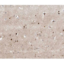 AF0363 at 1/100 staining human brain tissue sections by IHC-P. The tissue was formaldehyde fixed and a heat mediated antigen retrieval step in citrate buffer was performed. The tissue was then blocked and incubated with the antibody for 1.5 hours at 22¡ãC. An HRP conjugated goat anti-rabbit antibody was used as the secondary