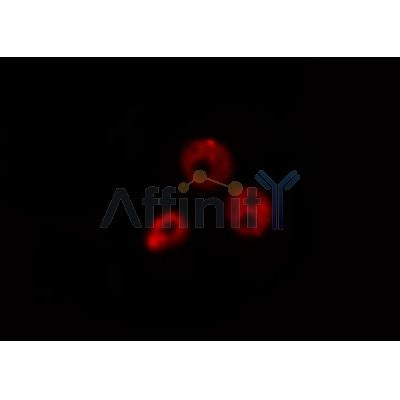 AF0363 staining K562 by IF/ICC. The sample were fixed with PFA and permeabilized in 0.1% Triton X-100,then blocked in 10% serum for 45 minutes at 25¡ãC. The primary antibody was diluted at 1/200 and incubated with the sample for 1 hour at 37¡ãC. An  Alexa Fluor 594 conjugated goat anti-rabbit IgG (H+L) Ab, diluted at 1/600, was used as the secondary antibod