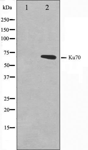 Western blot analysis on HeLa cell lysate using Ku70 Antibody. The lane on the left is treated with the antigen-specific peptide.