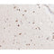 AF0201 at 1/100 staining human brain tissue sections by IHC-P. The tissue was formaldehyde fixed and a heat mediated antigen retrieval step in citrate buffer was performed. The tissue was then blocked and incubated with the antibody for 1.5 hours at 22¡ãC. An HRP conjugated goat anti-rabbit antibody was used as the secondary