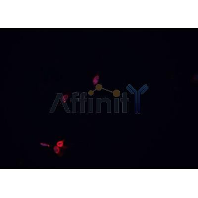 AF0201 staining A549 cells by IF/ICC. The sample were fixed with PFA and permeabilized in 0.1% Triton X-100,then blocked in 10% serum for 45 minutes at 25¡ãC. The primary antibody was diluted at 1/200 and incubated with the sample for 1 hour at 37¡ãC. An  Alexa Fluor 594 conjugated goat anti-rabbit IgG (H+L) antibody(Cat.