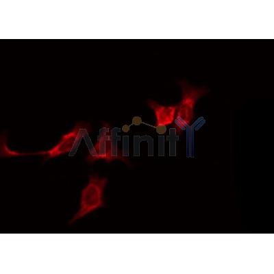 AF0201 staining HeLa by IF/ICC. The sample were fixed with PFA and permeabilized in 0.1% Triton X-100,then blocked in 10% serum for 45 minutes at 25¡ãC. The primary antibody was diluted at 1/200 and incubated with the sample for 1 hour at 37¡ãC. An  Alexa Fluor 594 conjugated goat anti-rabbit IgG (H+L) Ab, diluted at 1/600, was used as the secondary antibod