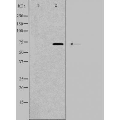 DF3554 staining NIH-3T3 cells by IF/ICC. The sample were fixed with PFA and permeabilized in 0.1% Triton X-100,then blocked in 10% serum for 45 minutes at 25¡ãC. The primary antibody was diluted at 1/200 and incubated with the sample for 1 hour at 37¡ãC. An  Alexa Fluor 594 conjugated goat anti-rabbit IgG (H+L) antibody(Cat.# S0006), diluted at 1/600, was used as secondary antibod