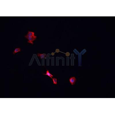 AF0364 staining Hek293 cells by IF/ICC. The sample were fixed with PFA and permeabilized in 0.1% Triton X-100,then blocked in 10% serum for 45 minutes at 25¡ãC. The primary antibody was diluted at 1/200 and incubated with the sample for 1 hour at 37¡ãC. An  Alexa Fluor 594 conjugated goat anti-rabbit IgG (H+L) antibody(Cat.