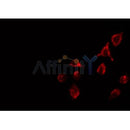 AF0364 staining RAW264.7 by IF/ICC. The sample were fixed with PFA and permeabilized in 0.1% Triton X-100,then blocked in 10% serum for 45 minutes at 25¡ãC. The primary antibody was diluted at 1/200 and incubated with the sample for 1 hour at 37¡ãC. An  Alexa Fluor 594 conjugated goat anti-rabbit IgG (H+L) Ab, diluted at 1/600, was used as the secondary antibod