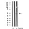 Western blot analysis of extracts from 293 and Hela, using Cytochrome P450 17A1 Antibody.