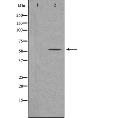 DF3567 staining 293 cells by IF/ICC. The sample were fixed with PFA and permeabilized in 0.1% Triton X-100,then blocked in 10% serum for 45 minutes at 25¡ãC. The primary antibody was diluted at 1/200 and incubated with the sample for 1 hour at 37¡ãC. An  Alexa Fluor 594 conjugated goat anti-rabbit IgG (H+L) antibody(Cat.# S0006), diluted at 1/600, was used as secondary antibod