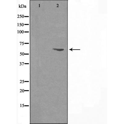DF3571 staining HeLa by IF/ICC. The sample were fixed with PFA and permeabilized in 0.1% Triton X-100,then blocked in 10% serum for 45 minutes at 25¡ãC. The primary antibody was diluted at 1/200 and incubated with the sample for 1 hour at 37¡ãC. An  Alexa Fluor 594 conjugated goat anti-rabbit IgG (H+L) Ab, diluted at 1/600, was used as the secondary antibod