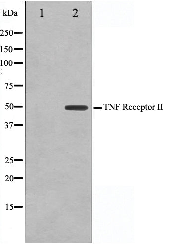 Western blot analysis on LOVO cell lysate using TNF-R2 Antibody,The lane on the left is treated with the antigen-specific peptide.