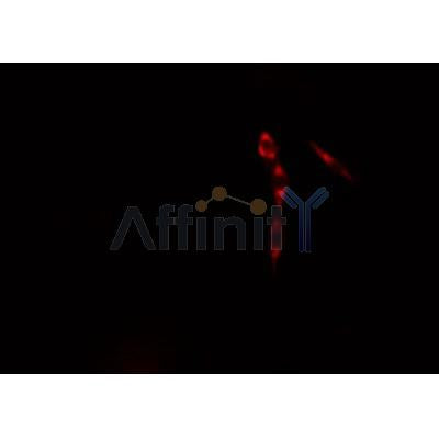 AF0365 staining HeLa  cells by IF/ICC. The sample were fixed with PFA and permeabilized in 0.1% Triton X-100,then blocked in 10% serum for 45 minutes at 25¡ãC. The primary antibody was diluted at 1/200 and incubated with the sample for 1 hour at 37¡ãC. An  Alexa Fluor 594 conjugated goat anti-rabbit IgG (H+L) antibody(Cat.