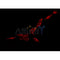 AF0365 staining RAW264.7 by IF/ICC. The sample were fixed with PFA and permeabilized in 0.1% Triton X-100,then blocked in 10% serum for 45 minutes at 25¡ãC. The primary antibody was diluted at 1/200 and incubated with the sample for 1 hour at 37¡ãC. An  Alexa Fluor 594 conjugated goat anti-rabbit IgG (H+L) Ab, diluted at 1/600, was used as the secondary antibod