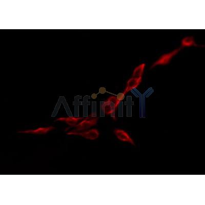 AF0365 staining RAW264.7 by IF/ICC. The sample were fixed with PFA and permeabilized in 0.1% Triton X-100,then blocked in 10% serum for 45 minutes at 25¡ãC. The primary antibody was diluted at 1/200 and incubated with the sample for 1 hour at 37¡ãC. An  Alexa Fluor 594 conjugated goat anti-rabbit IgG (H+L) Ab, diluted at 1/600, was used as the secondary antibod
