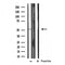DF3579 at 1/100 staining Mouse liver tissue by IHC-P. The sample was formaldehyde fixed and a heat mediated antigen retrieval step in citrate buffer was performed. The sample was then blocked and incubated with the antibody for 1.5 hours at 22¡ãC. An HRP conjugated goat anti-rabbit antibody was used as the secondary