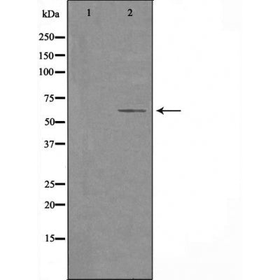 DF3582 staining HeLa cells by IF/ICC. The sample were fixed with PFA and permeabilized in 0.1% Triton X-100,then blocked in 10% serum for 45 minutes at 25¡ãC. The primary antibody was diluted at 1/200 and incubated with the sample for 1 hour at 37¡ãC. An  Alexa Fluor 594 conjugated goat anti-rabbit IgG (H+L) antibody(Cat.# S0006), diluted at 1/600, was used as secondary antibod