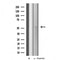 Western blot analysis of extracts from VERO, using Cytochrome P450 4X1 Antibody. The lane on the left was treated with blocking peptide.