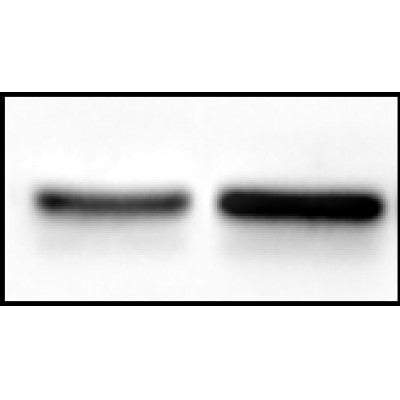 This image is a courtesy of anonymous review.