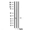 Western blot analysis of extracts from HepG2, using FGF23 Antibody. Lane 1 was treated with the blocking peptide.