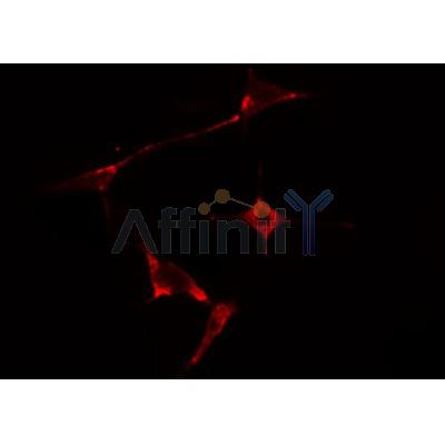 DF3601 staining Hela by IF/ICC. The sample were fixed with PFA and permeabilized in 0.1% Triton X-100,then blocked in 10% serum for 45 minutes at 25¡ãC. The primary antibody was diluted at 1/200 and incubated with the sample for 1 hour at 37¡ãC. An  Alexa Fluor 594 conjugated goat anti-rabbit IgG (H+L) Ab, diluted at 1/600, was used as the secondary antibod