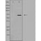 DF3610 staining  293 cells by IF/ICC. The sample were fixed with PFA and permeabilized in 0.1% Triton X-100,then blocked in 10% serum for 45 minutes at 25¡ãC. The primary antibody was diluted at 1/200 and incubated with the sample for 1 hour at 37¡ãC. An  Alexa Fluor 594 conjugated goat anti-rabbit IgG (H+L) antibody(Cat.# S0006), diluted at 1/600, was used as secondary antibod