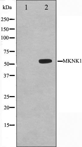 Western blot analysis on HeLa cell lysate using MKNK1 Antibody,The lane on the left is treated with the antigen-specific peptide.