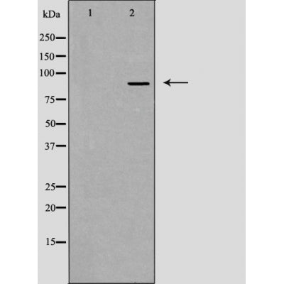 DF3616 staining A549 cells by IF/ICC. The sample were fixed with PFA and permeabilized in 0.1% Triton X-100,then blocked in 10% serum for 45 minutes at 25¡ãC. The primary antibody was diluted at 1/200 and incubated with the sample for 1 hour at 37¡ãC. An  Alexa Fluor 594 conjugated goat anti-rabbit IgG (H+L) antibody(Cat.# S0006), diluted at 1/600, was used as secondary antibod