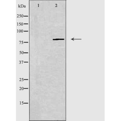 DF3623 staining  NIH-3T3 cells by IF/ICC. The sample were fixed with PFA and permeabilized in 0.1% Triton X-100,then blocked in 10% serum for 45 minutes at 25¡ãC. The primary antibody was diluted at 1/200 and incubated with the sample for 1 hour at 37¡ãC. An  Alexa Fluor 594 conjugated goat anti-rabbit IgG (H+L) antibody(Cat.# S0006), diluted at 1/600, was used as secondary antibod