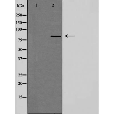 DF3627 staining  HeLa cells by IF/ICC. The sample were fixed with PFA and permeabilized in 0.1% Triton X-100,then blocked in 10% serum for 45 minutes at 25¡ãC. The primary antibody was diluted at 1/200 and incubated with the sample for 1 hour at 37¡ãC. An  Alexa Fluor 594 conjugated goat anti-rabbit IgG (H+L) antibody(Cat.# S0006), diluted at 1/600, was used as secondary antibod