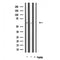 DF3633 staining 293 by IF/ICC. The sample were fixed with PFA and permeabilized in 0.1% Triton X-100,then blocked in 10% serum for 45 minutes at 25¡ãC. The primary antibody was diluted at 1/200 and incubated with the sample for 1 hour at 37¡ãC. An  Alexa Fluor 594 conjugated goat anti-rabbit IgG (H+L) Ab, diluted at 1/600, was used as the secondary antibod
