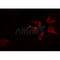 DF3640 staining Hela by IF/ICC. The sample were fixed with PFA and permeabilized in 0.1% Triton X-100,then blocked in 10% serum for 45 minutes at 25¡ãC. The primary antibody was diluted at 1/200 and incubated with the sample for 1 hour at 37¡ãC. An  Alexa Fluor 594 conjugated goat anti-rabbit IgG (H+L) Ab, diluted at 1/600, was used as the secondary antibod