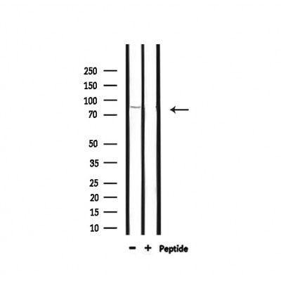Western blot analysis of extracts from 293, using BARD1 Antibody.