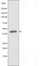 DF3643 staining  293 cells by IF/ICC. The sample were fixed with PFA and permeabilized in 0.1% Triton X-100,then blocked in 10% serum for 45 minutes at 25¡ãC. The primary antibody was diluted at 1/200 and incubated with the sample for 1 hour at 37¡ãC. An  Alexa Fluor 594 conjugated goat anti-rabbit IgG (H+L) antibody(Cat.# S0006), diluted at 1/600, was used as secondary antibod