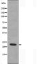 DF3648 staining NIH-3T3 by IF/ICC. The sample were fixed with PFA and permeabilized in 0.1% Triton X-100,then blocked in 10% serum for 45 minutes at 25¡ãC. The primary antibody was diluted at 1/200 and incubated with the sample for 1 hour at 37¡ãC. An  Alexa Fluor 594 conjugated goat anti-rabbit IgG (H+L) Ab, diluted at 1/600, was used as the secondary antibod