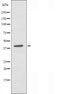 DF3650 staining Hela by IF/ICC. The sample were fixed with PFA and permeabilized in 0.1% Triton X-100,then blocked in 10% serum for 45 minutes at 25¡ãC. The primary antibody was diluted at 1/200 and incubated with the sample for 1 hour at 37¡ãC. An  Alexa Fluor 594 conjugated goat anti-rabbit IgG (H+L) Ab, diluted at 1/600, was used as the secondary antibod